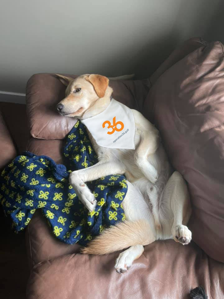 Pet Bandana