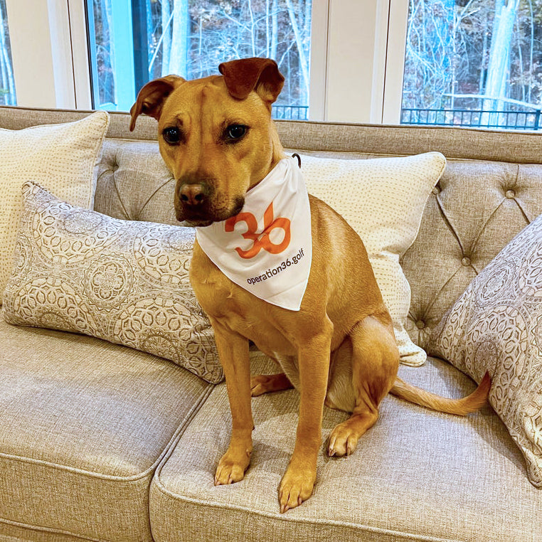 Pet Bandana